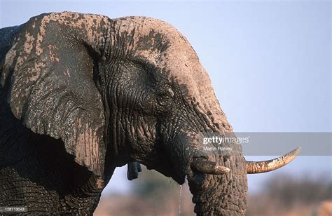 African Elephant Mud Bathing To Protect Skin From Parasites And For