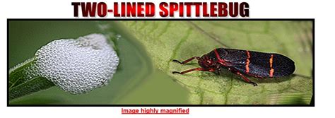Spittlebug Control Lawn Doctor Of Little Rock