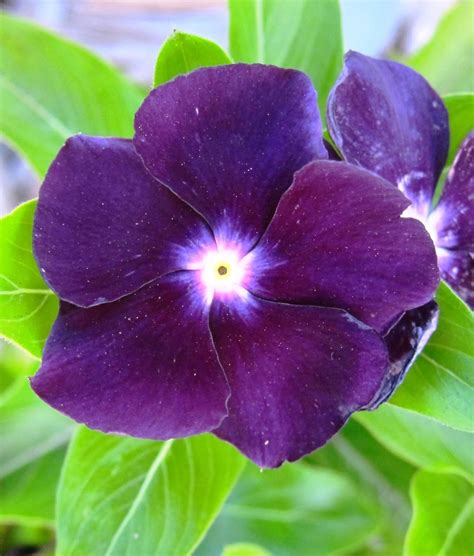 Vinca Periwinkle Sunstorm Purple Annual Flowers Seed300 Seeds