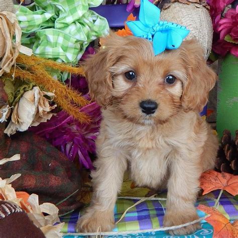 They are known for their nice temperament and the willingness to please their owner. Cavapoo puppies for sale, Cavapoo, Cavapoos, Cavapoo dog ...