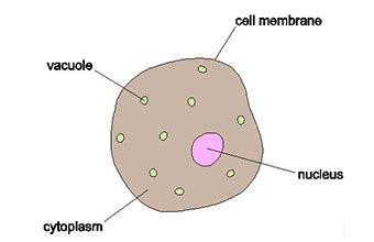 Check spelling or type a new query. Simple Animal Cell Drawing at GetDrawings | Free download