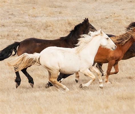 Brumby Horses Bing Wallpaper Download