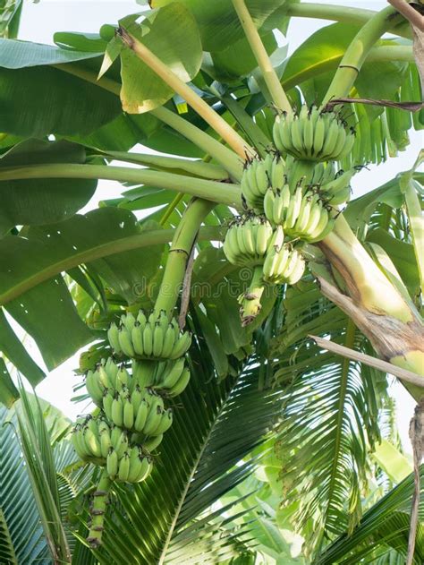 Green Bananas On Banana Tree Stock Photo Image Of Food Farming 79616746