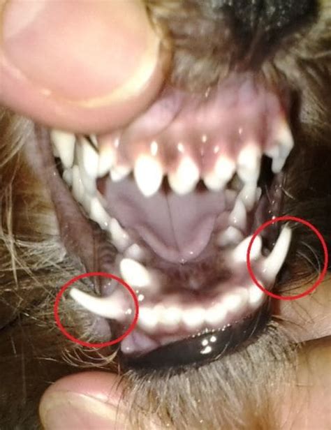 Help My Puppys Baby Teeth Wont Fall Out Dog Discoveries