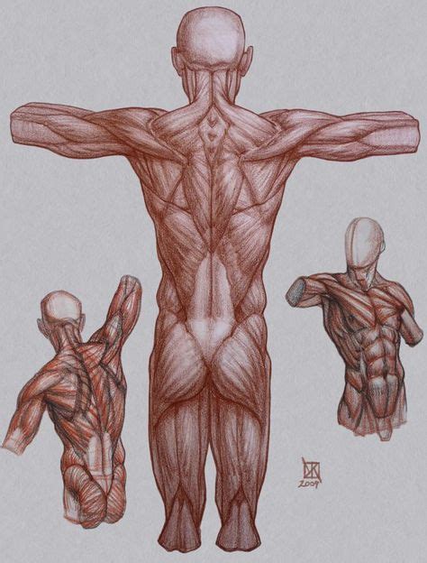 Imagen Fijado En 2020 Dibujo Anatomia Humana Dibujos De Personas
