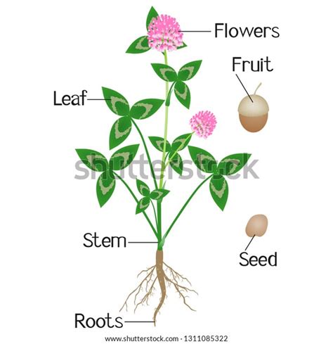 Illustration Showing Parts Clover Plant Stock Vector Royalty Free