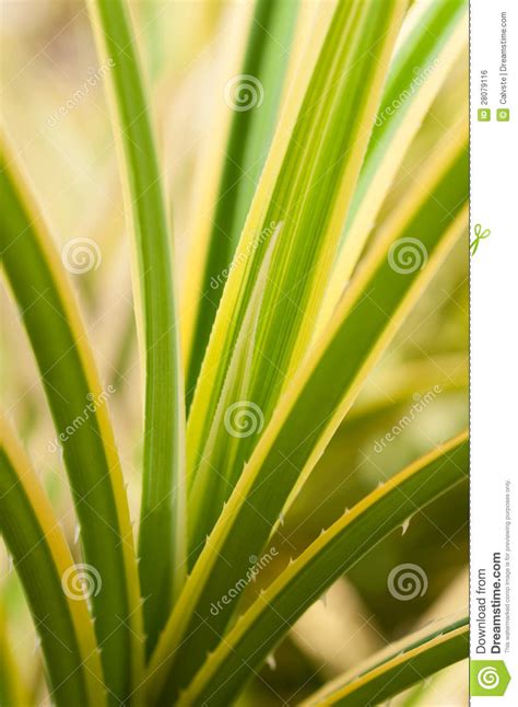 Pandanus Green And Yellow Variegated Thorny Leaves Stock Photo Image