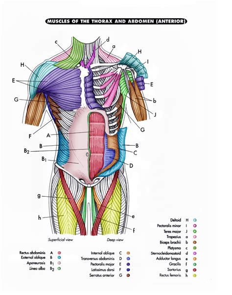 Full Back Muscle Diagram Major Muscles On The Front Of The Body