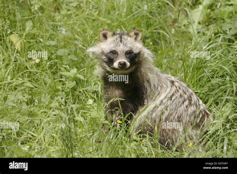 Raccoon Dog Nyctereutes Procyonoides Stock Photo Alamy