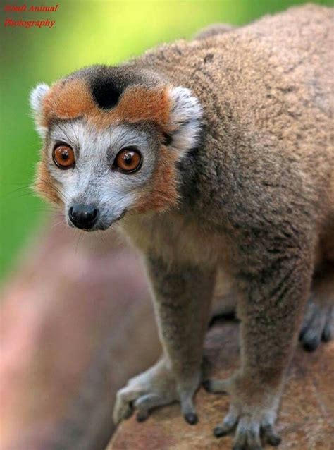 Crowned Lemur Lemur Animals Bird