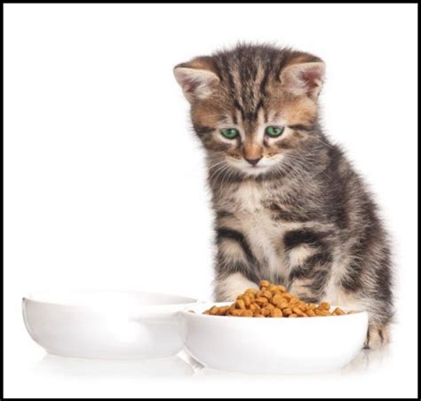 This food is fundamental for them, since it will transmit maternal immunity against the. The Right Time When Can Kittens Eat Hard Food | irkincat.com