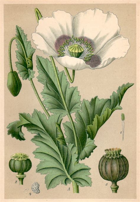 1901 Opium Poppy Botanical Print Papaver Somniferum
