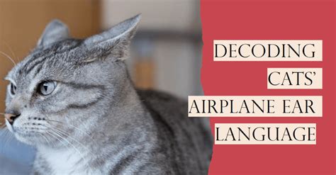 Understanding Cats Airplane Ear Communication Beaconpet