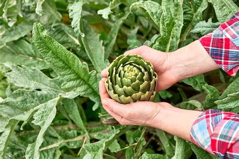 How To Grow And Care For Artichokes In Containerspots