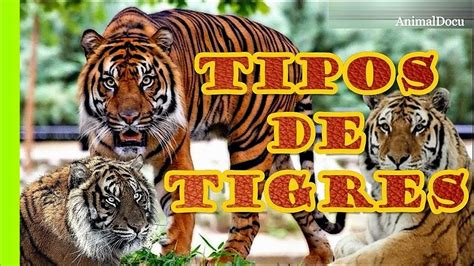 Top 52 Imagen Tipos De Leones Y Tigres Abzlocal Mx