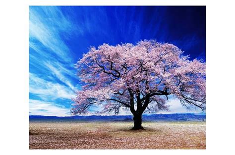 Cherry Blossom Tree Wall Art Buy Wall Art Online On Wao