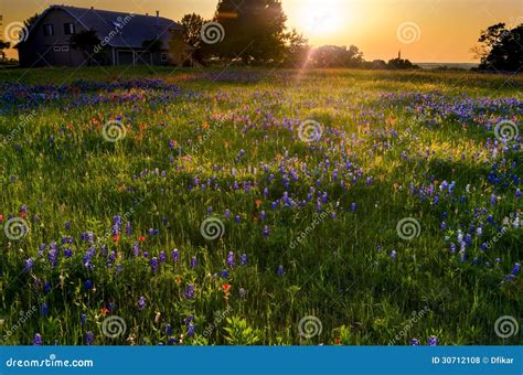 Wildflower Field Sunset Stock Photo Image Of Indian 30712108