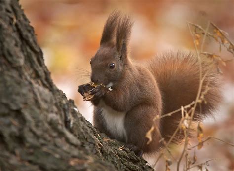 Nutty Squirrel Red Squirrel Sciurus Vulgaris Eating A Wa Flickr