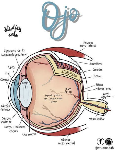 Anatomía del Ojo Anatomía del ojo Anatomía médica Anatomia y