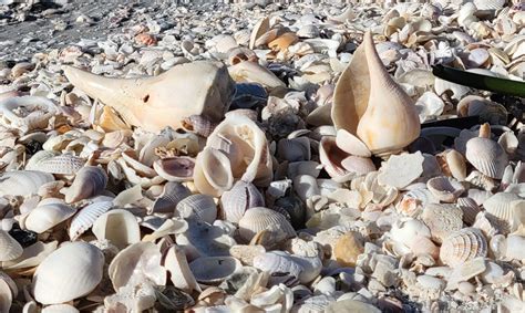 Shelling And Beachcombing Lovers Key State Park 8700 Estero Blvd