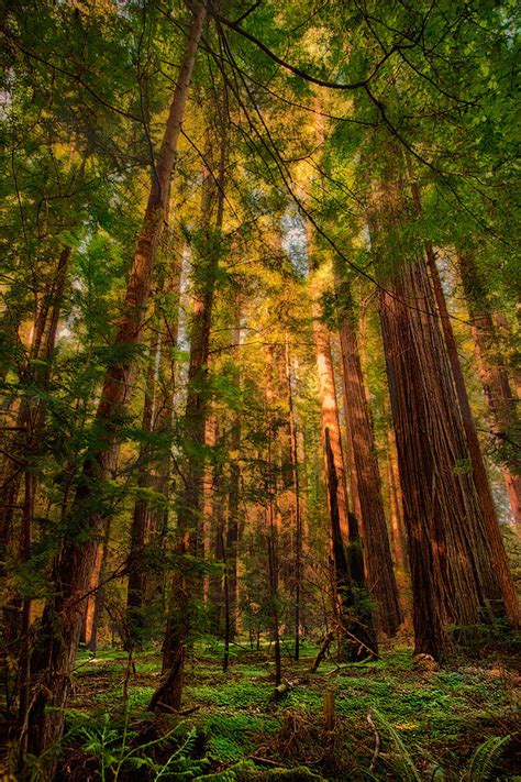 Circle Of Light California Redwoods Painting By Dan Carmichael Pixels