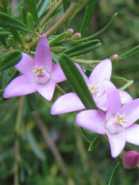 Crowea Exalata Plants Australian Native Flowers Australian Native