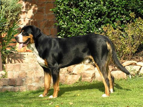 Greater Swiss Mountain Dog All Big Dog Breeds