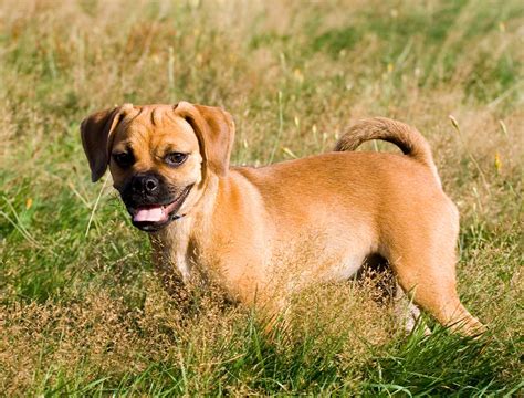 My channel is devoted to videos of my furbabies. Puggle Dog Breed » Everything About Puggle