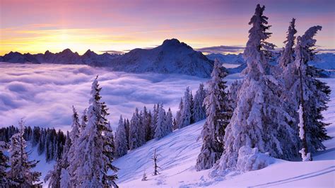 Kostenlose Hintergrundbilder Schneebedeckte Kiefern Und Berge Tagsüber