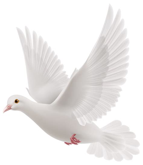 Best Branch Vector Vector Pigeons White Peace Dove Pn