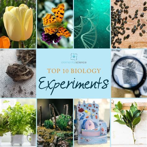 Fascinating Biology Experiments To Explore Life Science