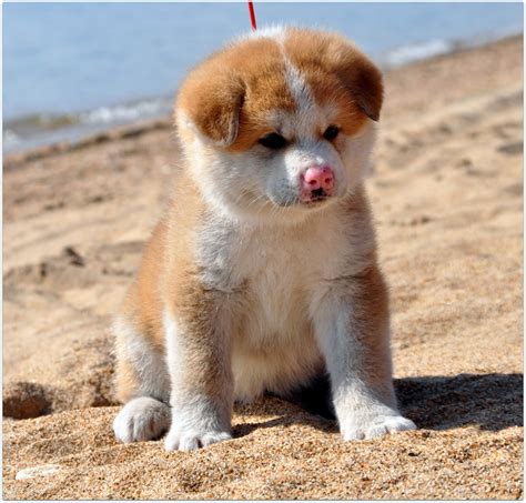 Your sad puppies stock images are ready. Sad puppy Akita Inu on the sand wallpapers and images - wallpapers, pictures, photos