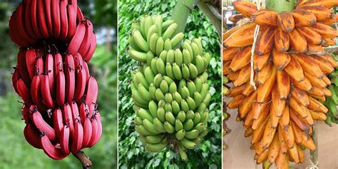 15 Different Types Of Bananas You Should Know Kenyan Moves
