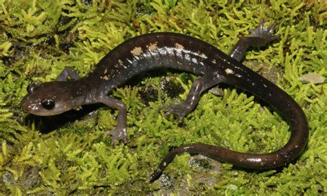 Federal Protection Sought For Rare Salamander In Coal Country Center