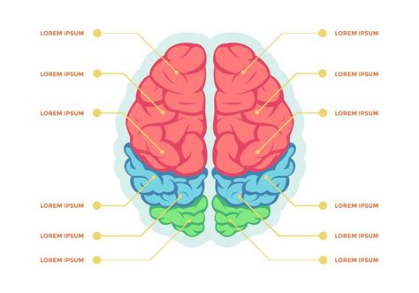 Human Brain Hemispheres Infographic Vector Template 545536 Vector Art