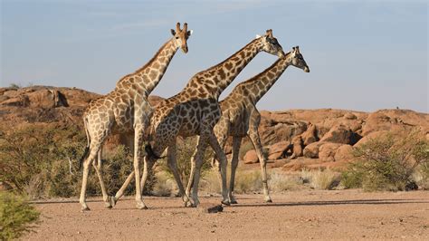 Giraffen Foto And Bild Natur South Africa Tiere Bilder Auf Fotocommunity