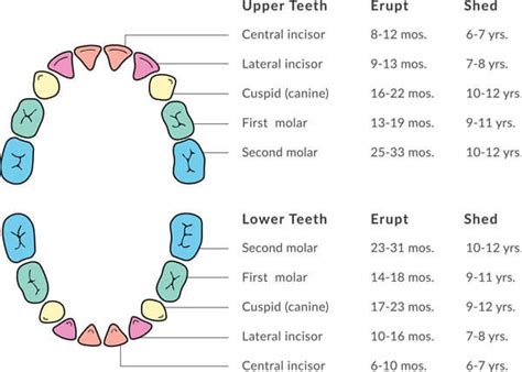 That's far fewer than dogs (42 and 28) and less than humans (32 and 20). Baby Tooth Eruption & Shedding Timeline | Starting at 6 Months