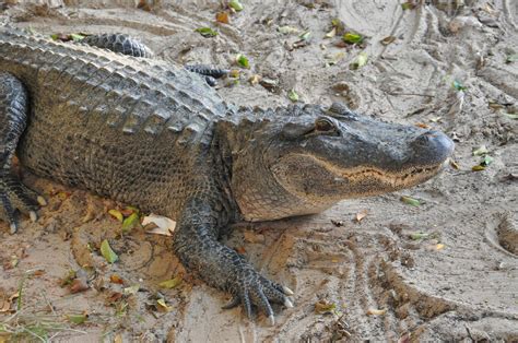 American alligator/ Alligator mississippiensis - ZooChat