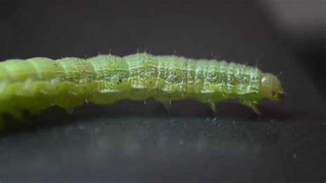 Caterpillar Worm YouTube
