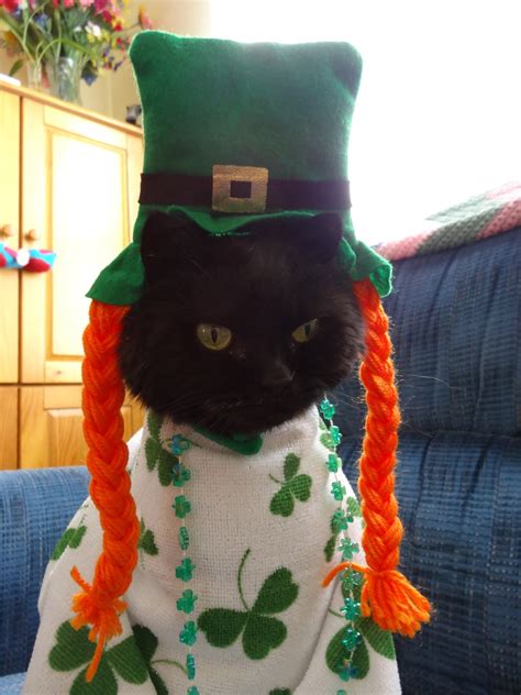 Love Joy And Peas Funny St Patricks Day Photos Of Moose The Cat