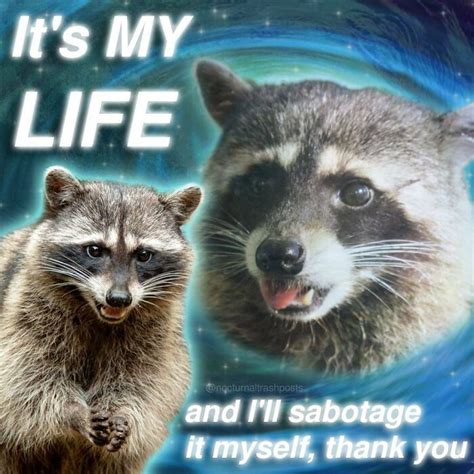 “nocturnal Trash Posts” 30 Of The Best Raccoon Memes This Dedicated