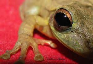 Every beautiful wallpaper is high resolution and free to use. best photos 2 share: Cool Frog Pictures