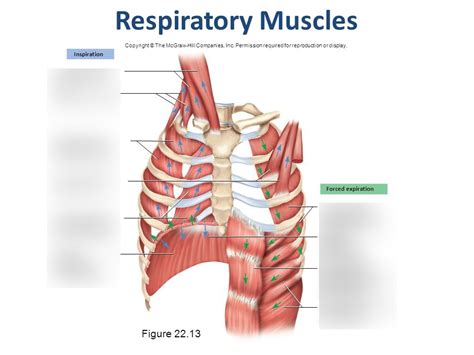 Lab 4respiratory Anatomy Muscle Contractions Diagram Quizlet