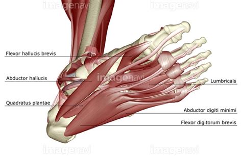 下半身 足の部分 足 腱 人体解剖学 英語 の画像素材15601122 イラスト素材ならイメージナビ