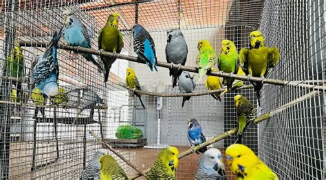 Pune Cops Seize 3 Exotic Parakeets Over 120 Other Caged Birds In A