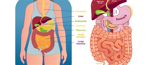They are marked by divergence. The Blood Vessel That Carries Blood From Gut To The Liver : Liver Anatomy And Function Of The ...