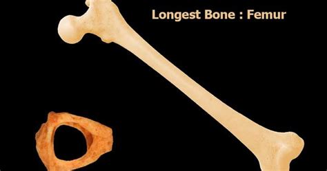 Largest Bone In Our Body