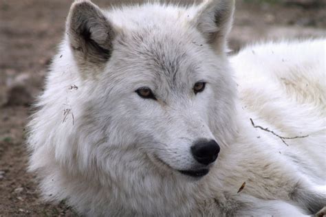 Free Stock Photo Of Arctic Wolf White Wolf Wolf