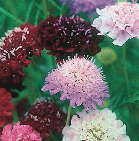 Scabiosa Imperial Mix The Seed Company By Ew Gaze