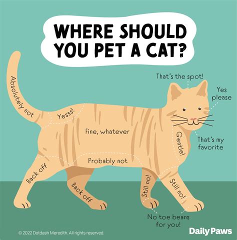 How To Properly Pet A Cat According To Experts Daily Paws